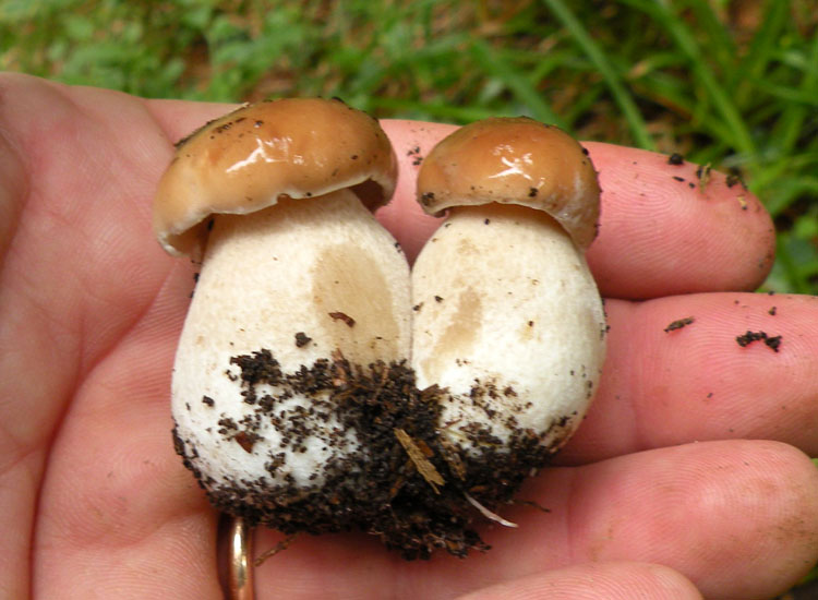 Tutti Boletus edulis?